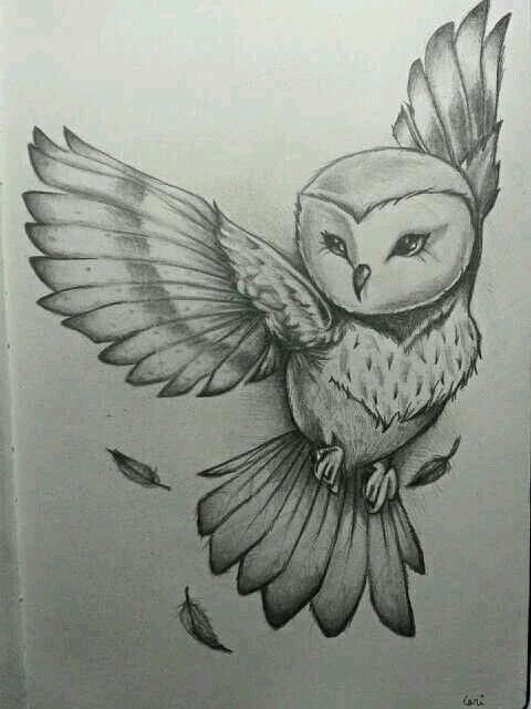 480x640 Draws In Drawings, Art, Owl Sketch - Cool Owl Drawings