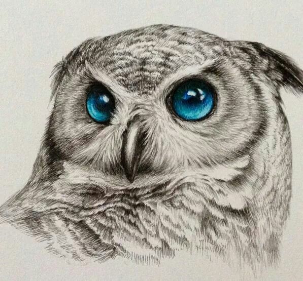 597x555 blue eyed owl drawing cute art owl art, owl sketch, drawings - Cool Owl Drawings