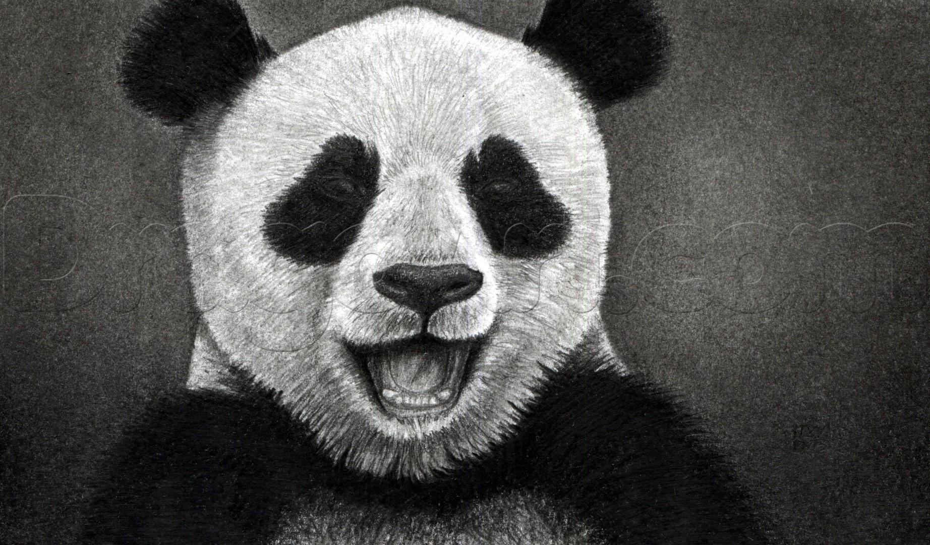 Cool Panda Drawing at PaintingValley.com | Explore collection of Cool ...