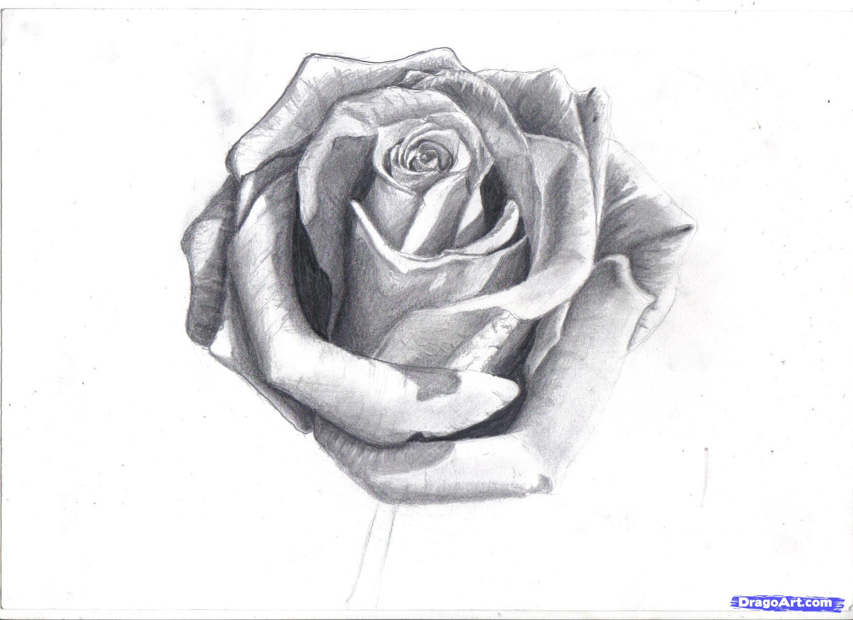 Cool Rose Drawings at PaintingValley.com | Explore collection of Cool ...