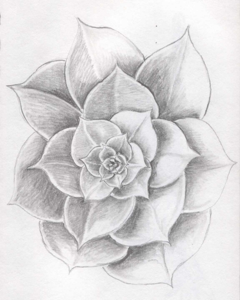 819x1024 Cool Rose Drawings In Pencil Pencil Sketch Of Rose Cool Pics - Cool Rose Drawings