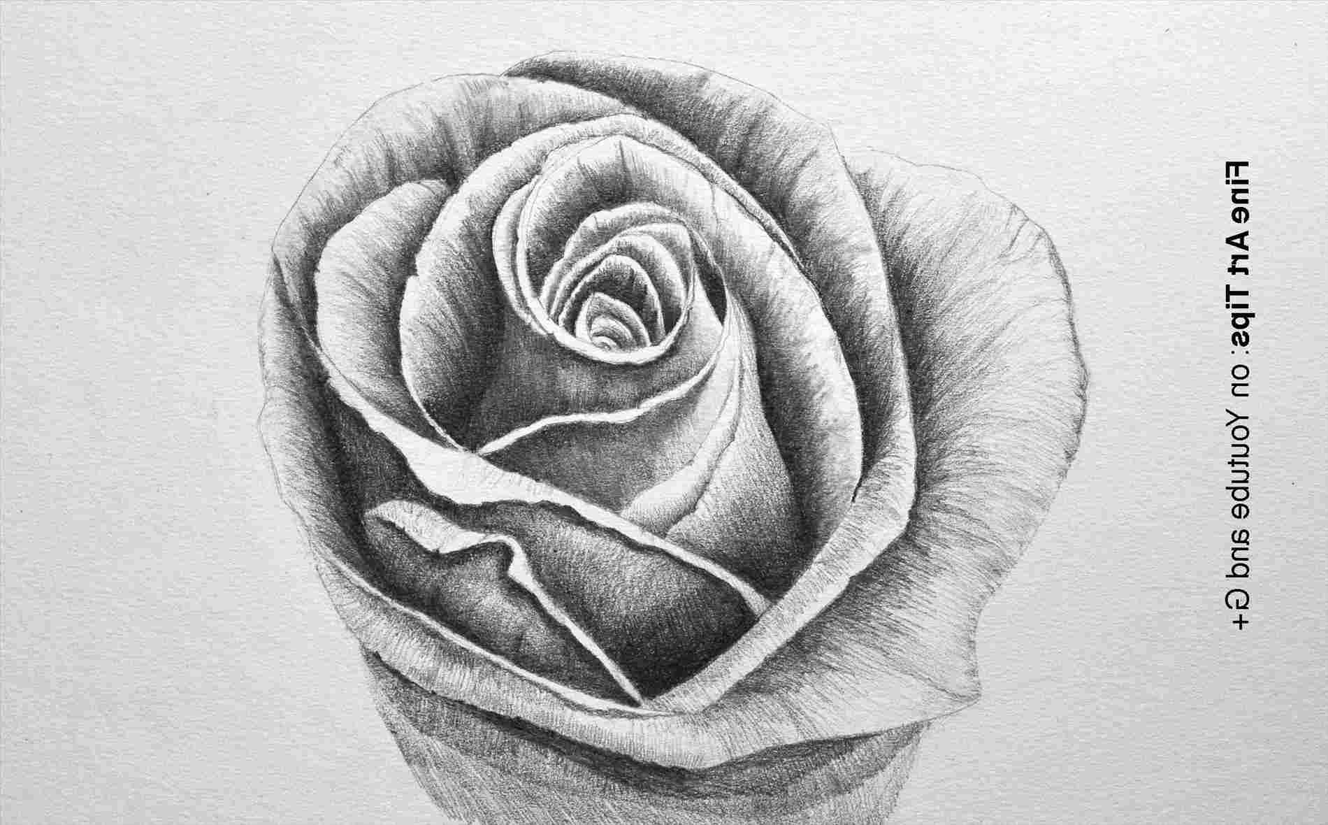 Cool Rose Drawings at PaintingValley.com | Explore collection of Cool ...