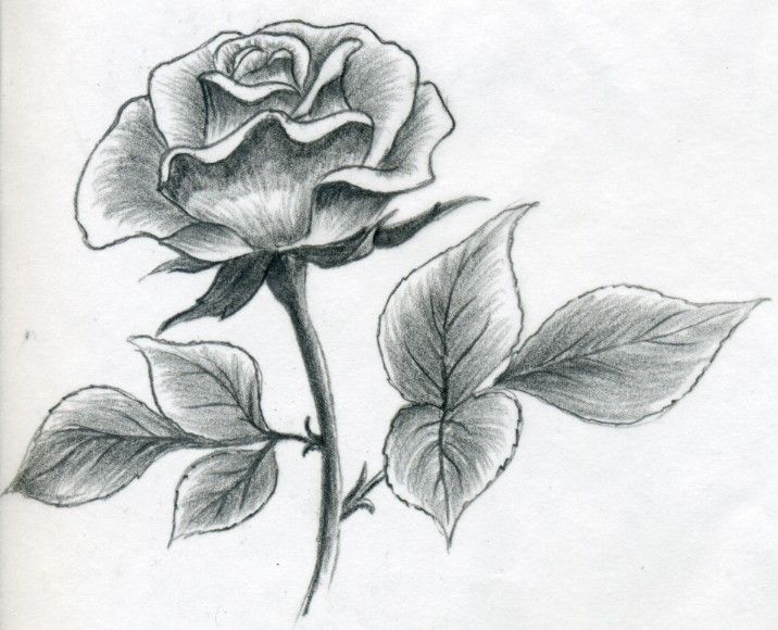 Cool Rose Drawings at Explore collection of Cool