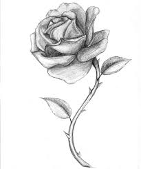 205x246 Simple Pencil Cool Rose Drawings Outline - Cool Rose Drawings