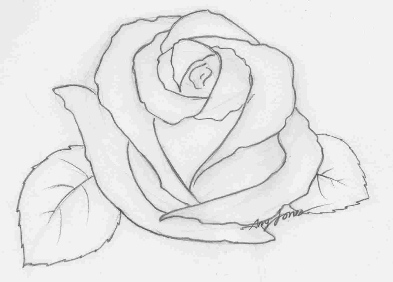 Cool Rose Drawings at Explore collection of Cool