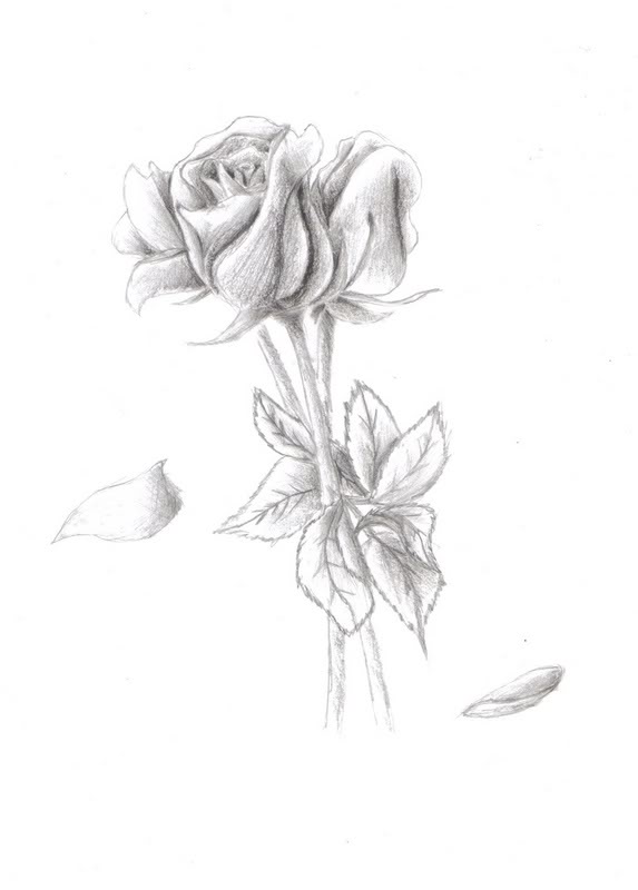 Cool Rose Drawings at PaintingValley.com | Explore collection of Cool ...