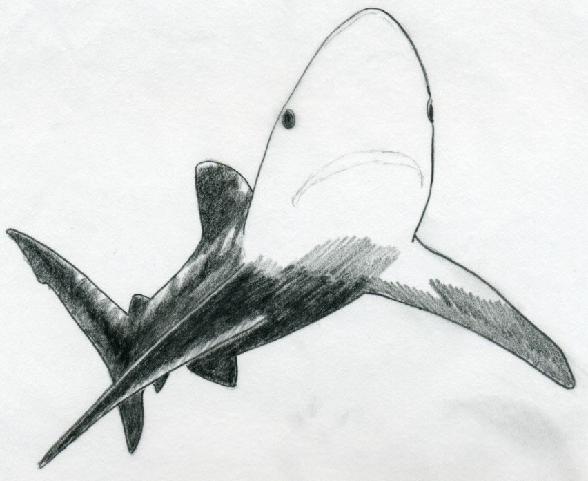 852x696 Draw Shark Basic Tutorial - Cool Shark Drawings