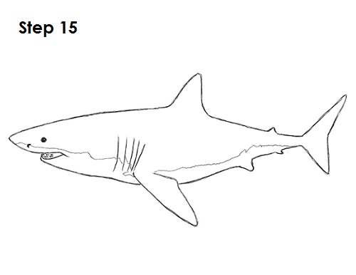 500x386 How To Draw A Shark - Cool Shark Drawings