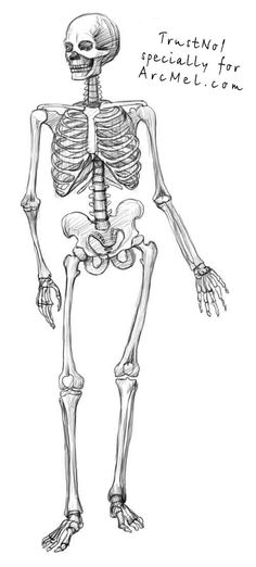 Cool Skeleton Drawings at PaintingValley.com | Explore collection of ...