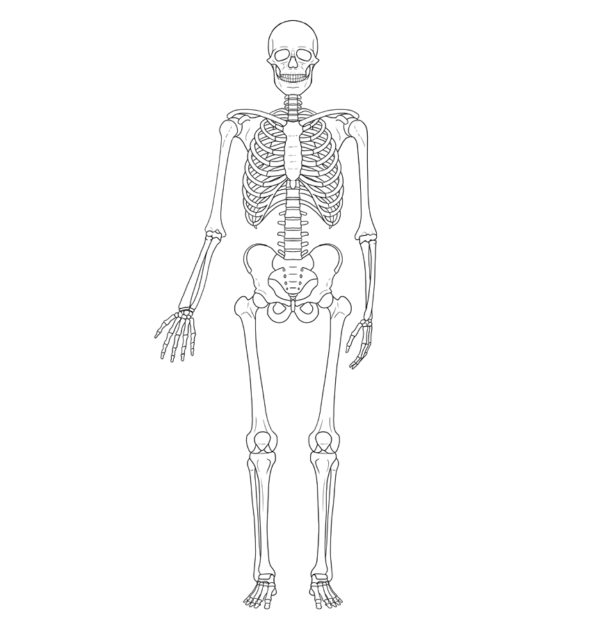 850x900 How To Draw A Skeleton Step - Cool Skeleton Drawings