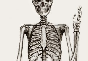 300x210 skeleton for drawing skeleton drawing - Cool Skeleton Drawings