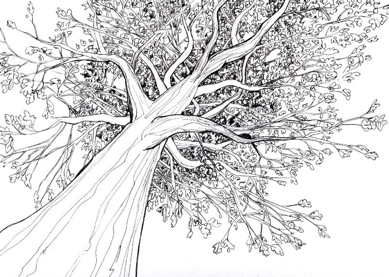800x569 Tree Drawings - Cool Tree Drawings