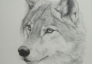 300x210 Cool Sketches Of Wolves How To Draw A Wolf - Cool Wolf Drawings