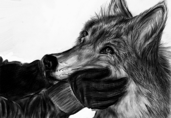 600x414 Cool Wolf Drawings For Inspiration Wolf Drawings - Cool Wolf Drawings