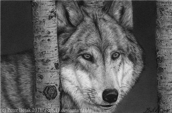 600x395 Wolf Drawings - Cool Wolf Drawings