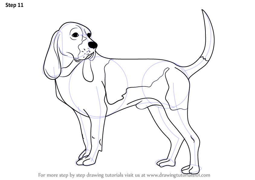 844x598 learn how to draw a hound dog - Coon Dog Drawings