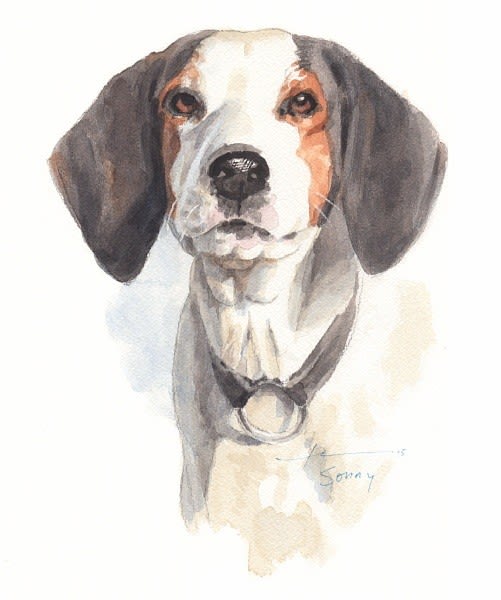 501x600 mike theuer - Coon Dog Drawings