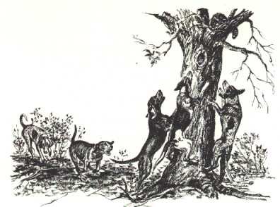 396x294 old coon hunting pics coonhound vintage dog art prints, gifts - Coon Dog Drawings