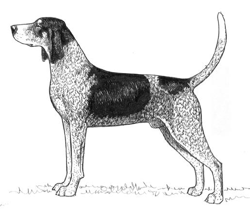 515x436 rasstandard bluetick coonhound - Coon Dog Drawings
