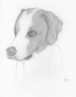315x400 tennessee walker coon hound - Coon Dog Drawings