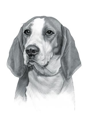 300x400 treeing walker coonhound dog coon hunting - Coon Dog Drawings