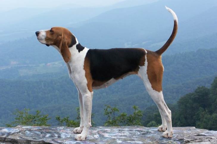 729x486 treeing walker coonhound dog breed information - Coon Dog Drawings