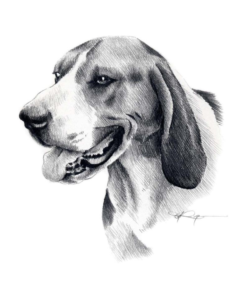 Coon Dog Drawings at PaintingValley.com | Explore collection of Coon ...