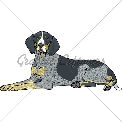 500x500 a blue tick coon hound gl stock images - Coon Dog Drawings