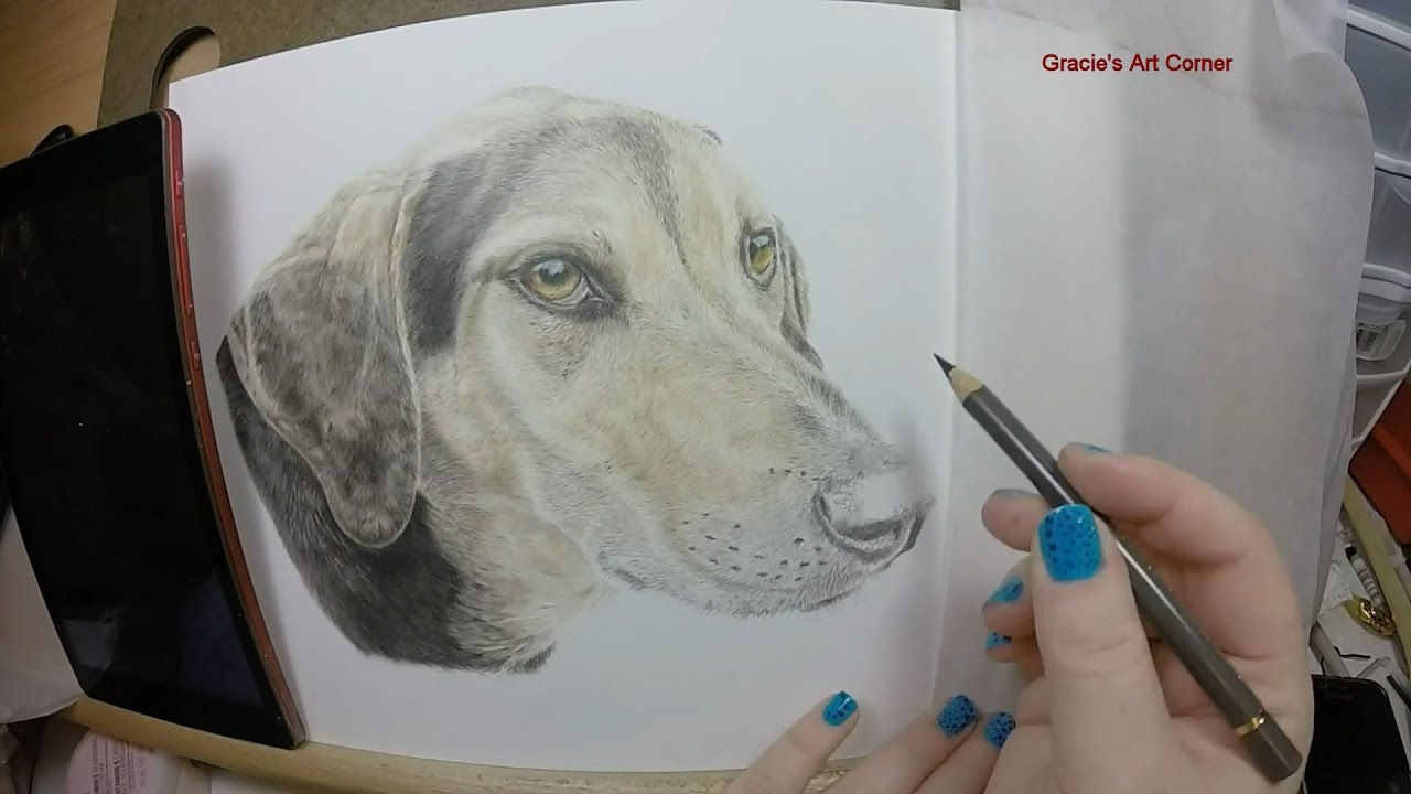 1280x720 treeing walker coonhound color pencil drawing - Coon Dog Drawings