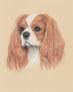 240x300 coon dogs drawings fine art america - Coon Dog Drawings