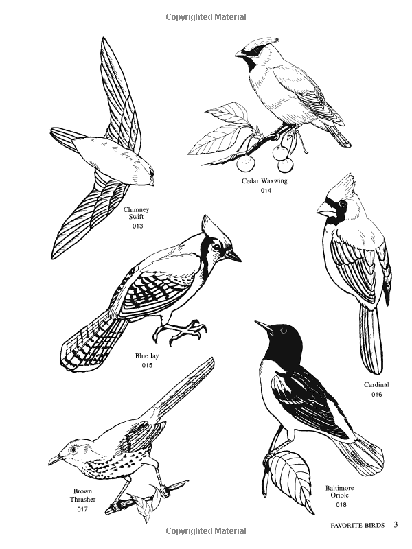 600x800 Dover's Bird Illustrations Black And White Drawings, Perfect - Copyright Free Drawings