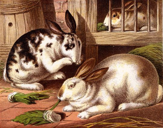 540x425 Reusable Art Is Proud To Make Available A Collection Of Copyright - Copyright Free Drawings