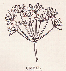 226x240 The World's Best Photos Of Copyrightfree And Illustration - Copyright Free Drawings