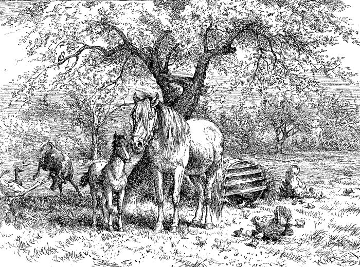 700x520 Animal Images - Copyright Free Drawings