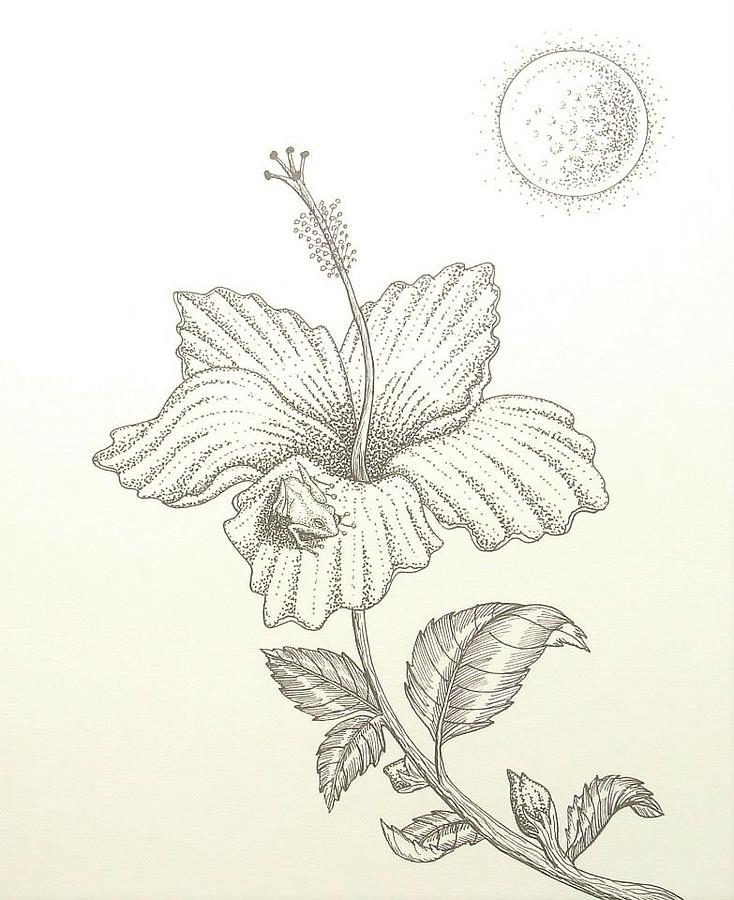 734x900 coqui drawing - Coqui Drawing