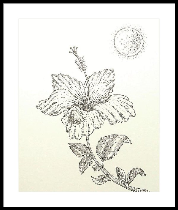 600x707 coqui framed print - Coqui Drawing