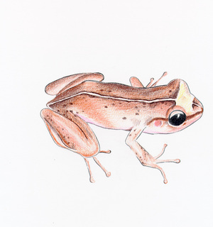 300x320 eleutherodactylus coqui - Coqui Drawing