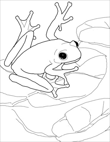 371x480 green frog clipart coqui frog - Coqui Drawing
