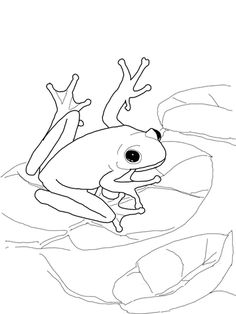 236x314 huge collection of 'coqui frog drawing' download more than - Coqui Drawing