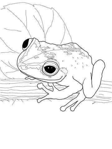 360x480 coloring pages of greninja beautiful frog coloring pages to print - Coqui Drawing