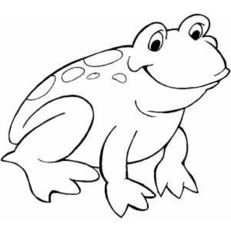 800x800 frog drawing toddler for free download - Coqui Frog Drawing