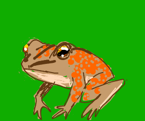 300x250 coqui frog p i o drawing - Coqui Frog Drawing
