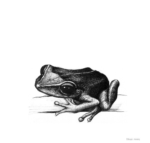Coqui Frog Drawing at Explore collection of Coqui