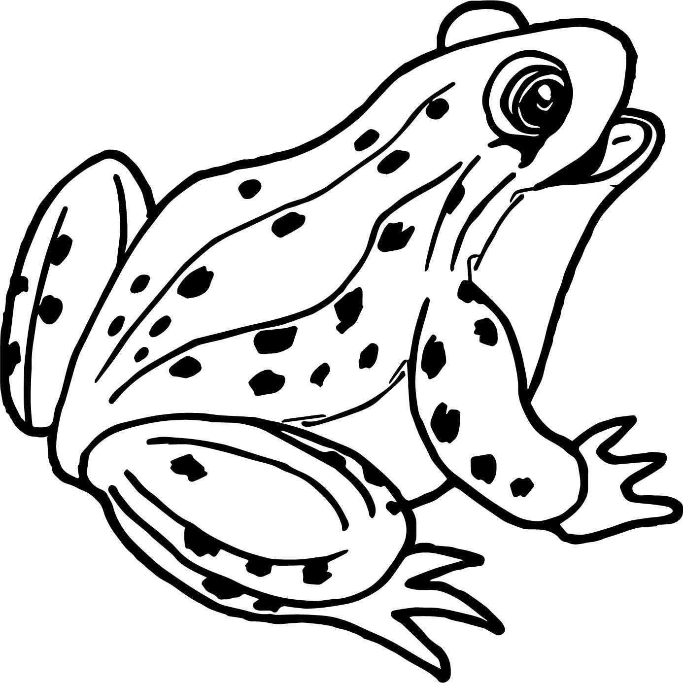 1386x1386 luxury coqui coloring - Coqui Frog Drawing.