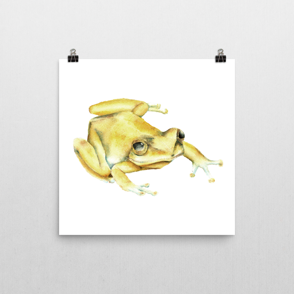 Coqui Frog Drawing at Explore collection of Coqui