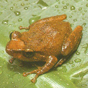 300x300 the coqui - Coqui Frog Drawing