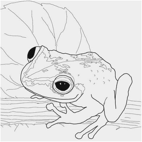 Coqui Frog Drawing at PaintingValley.com | Explore collection of Coqui ...