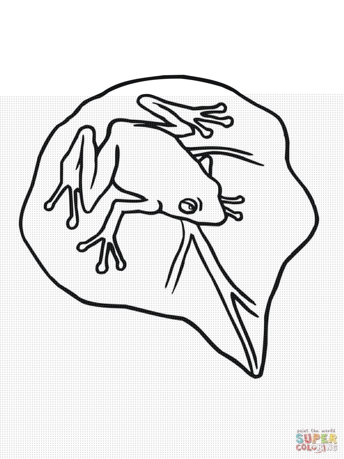 1200x1600 frog drawings - Coqui Frog Drawing