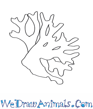 300x350 how to draw a fire coral - Coral Cartoon Drawing