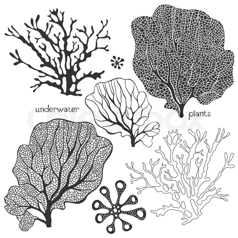 800x800 Set Of Cartoon Underwater Plants Stock Vector Colourbox - Coral Cartoon Drawing